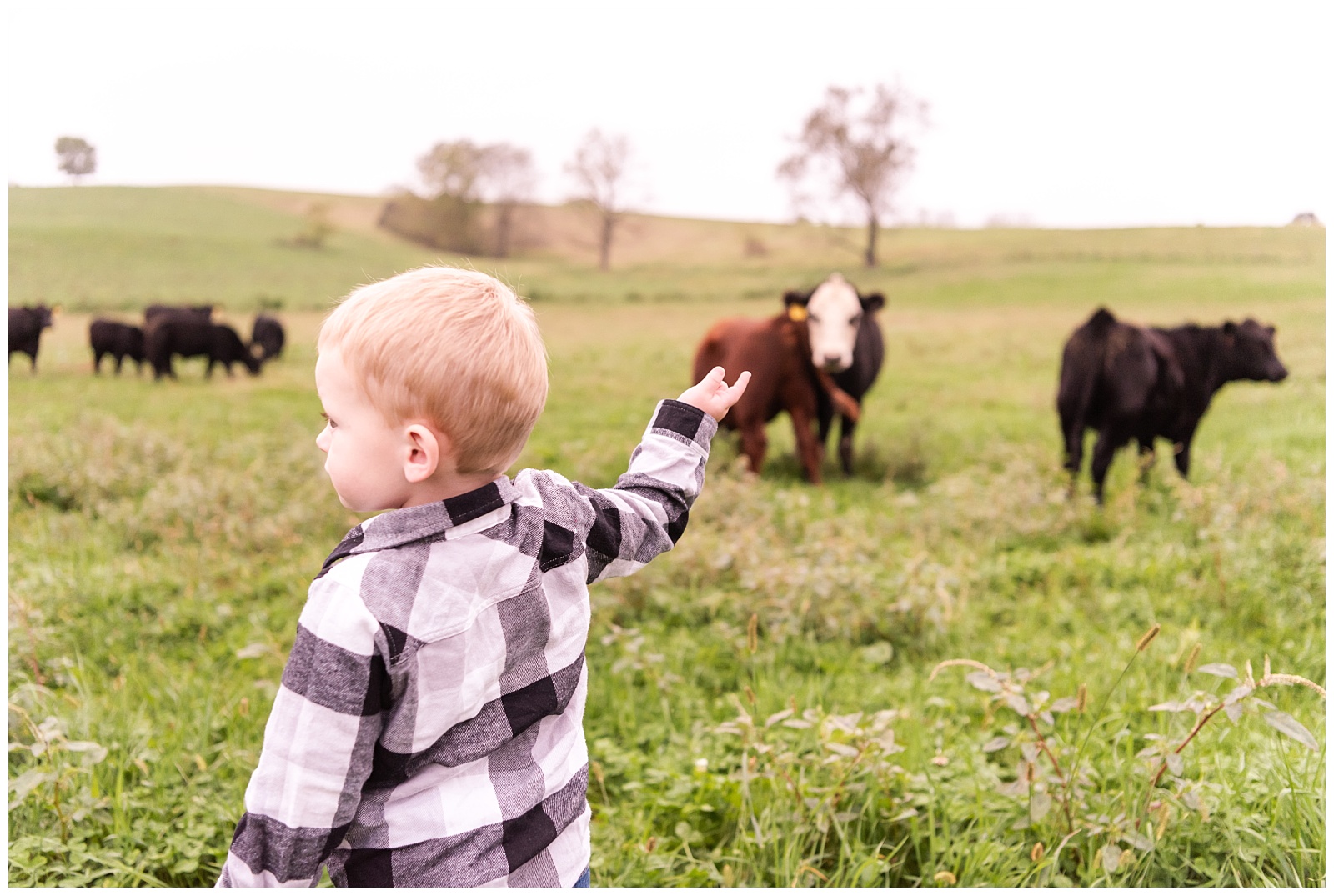 Family, farm, cattle, photographer, ohio, cattle farm, kids, children,