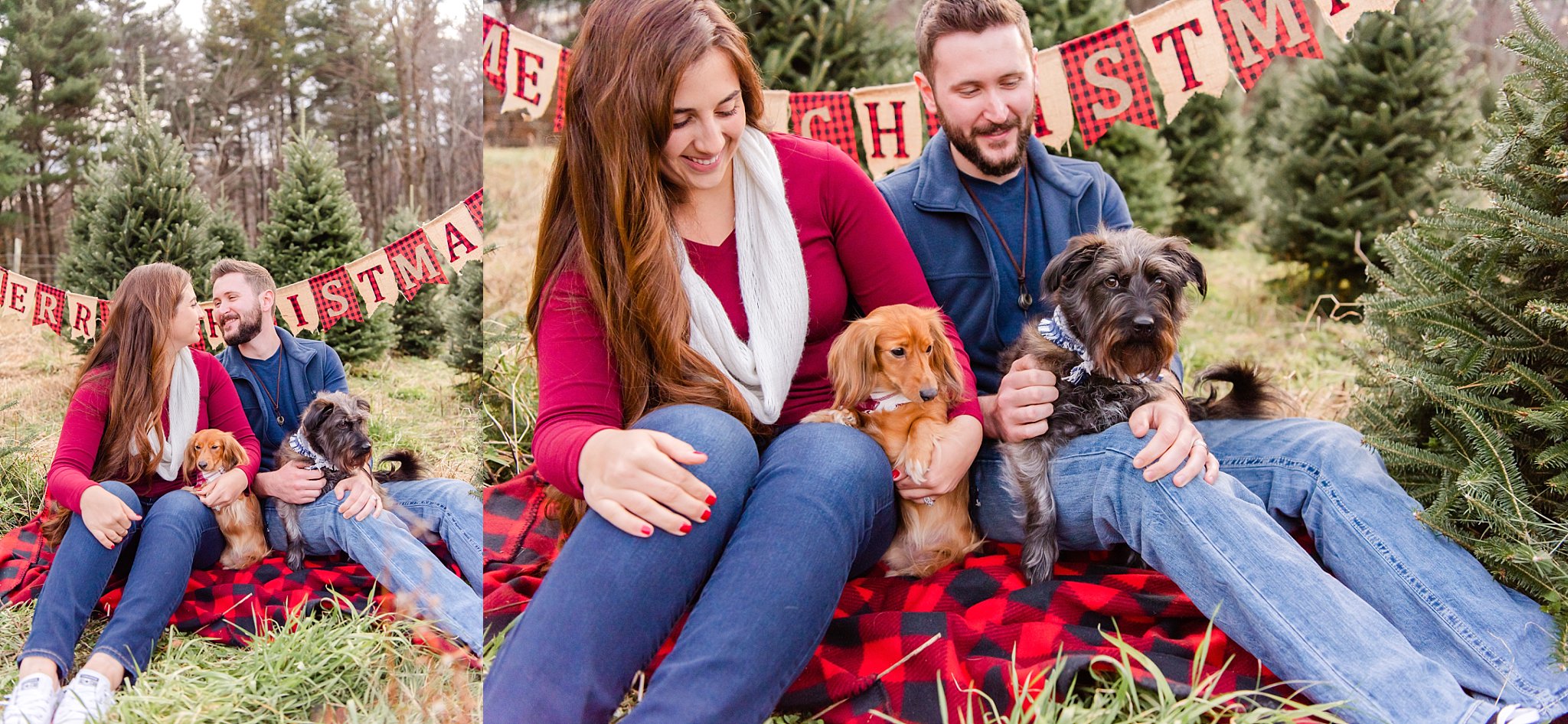 family,christmas tree, boone, blue ridge mountains, photography, christmas, minis, photoshoot, mountains, nc, taylorsville, horse, cowboys, dogs, puppy, kids,country, rustic, farm, ranch