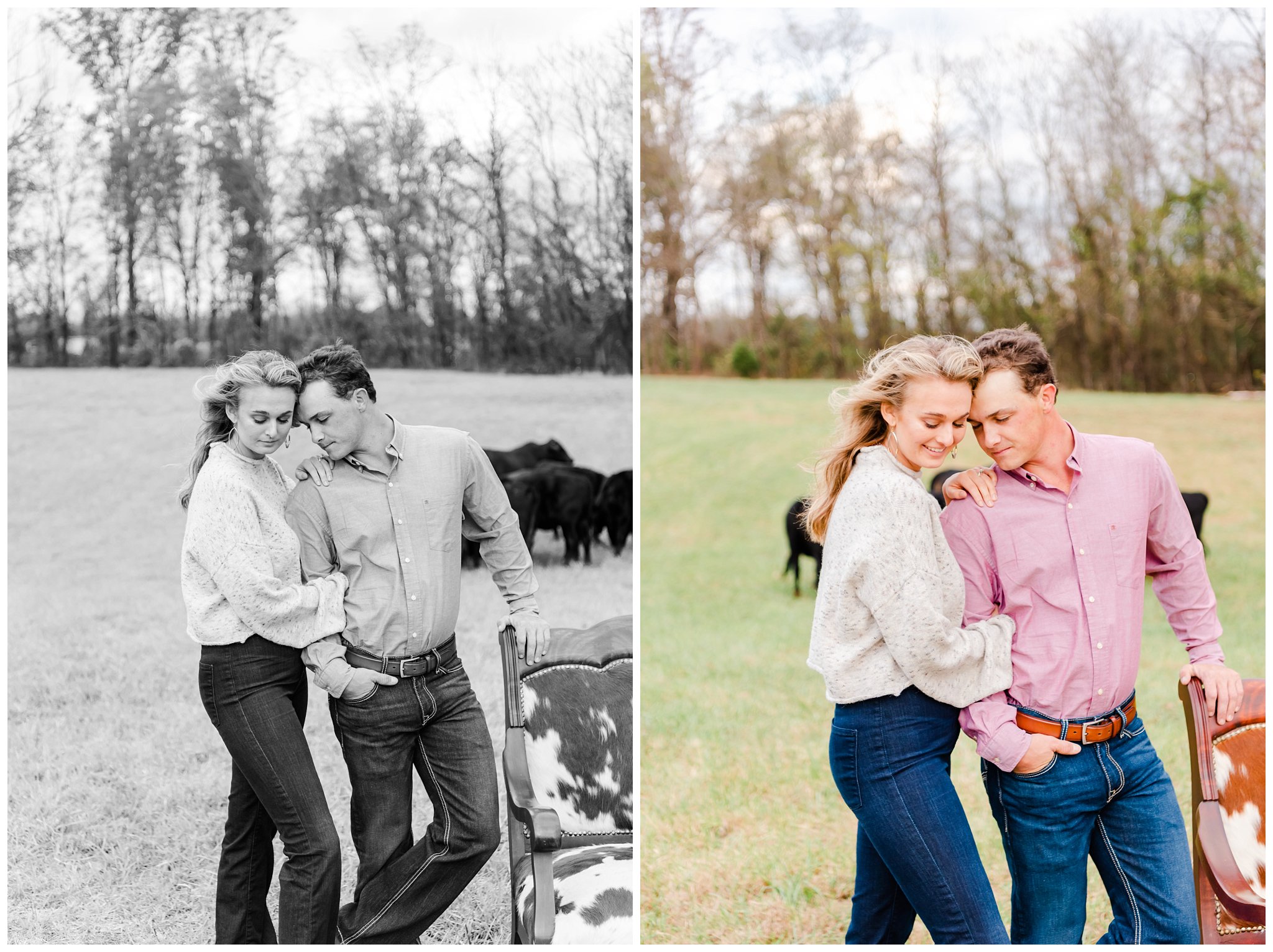 couple engagement photo in cattle field