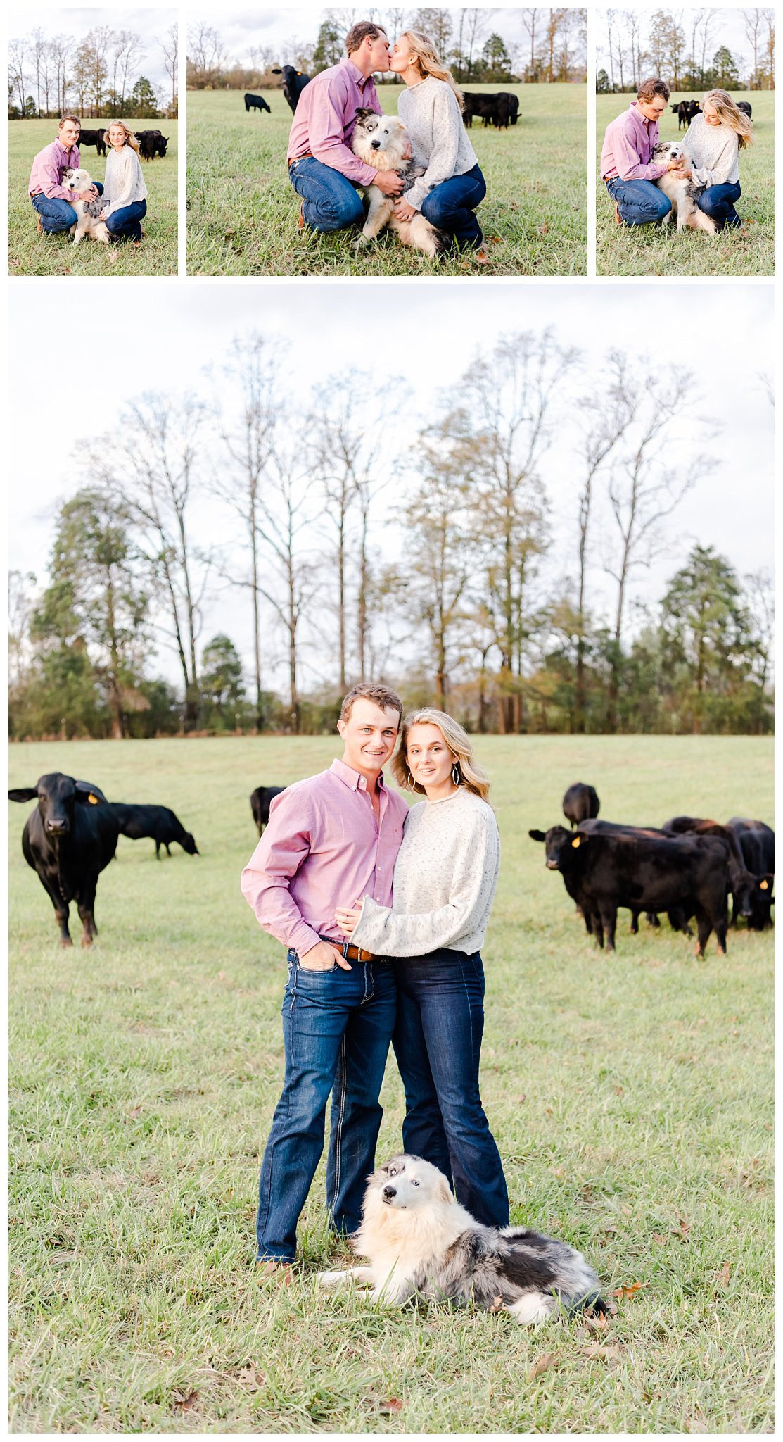 engagement photo in cattle field with dog