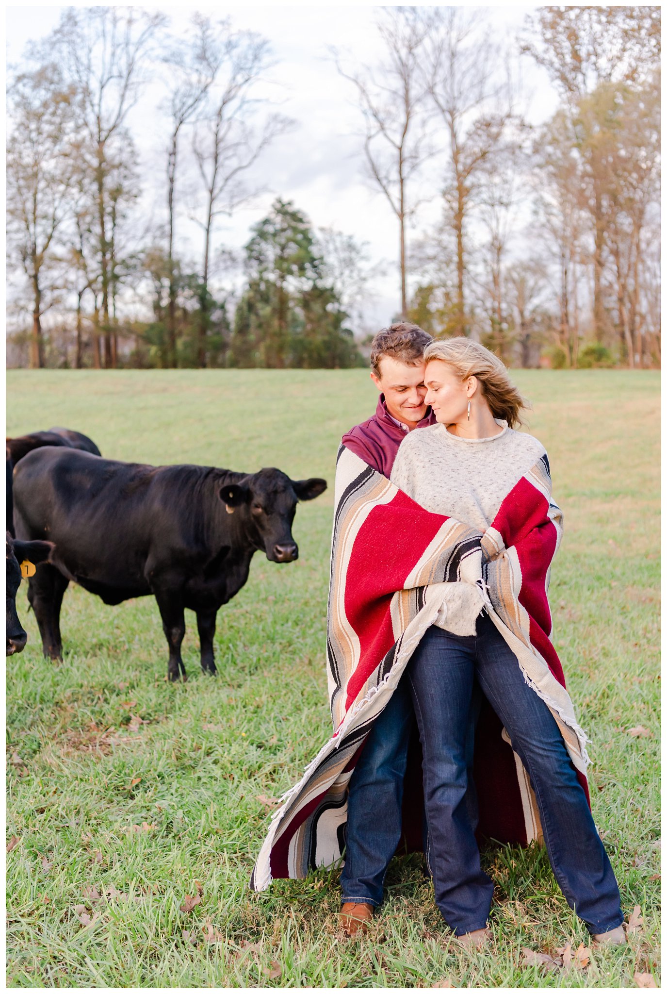 couple in a blanket with a cow for their farm engagement session