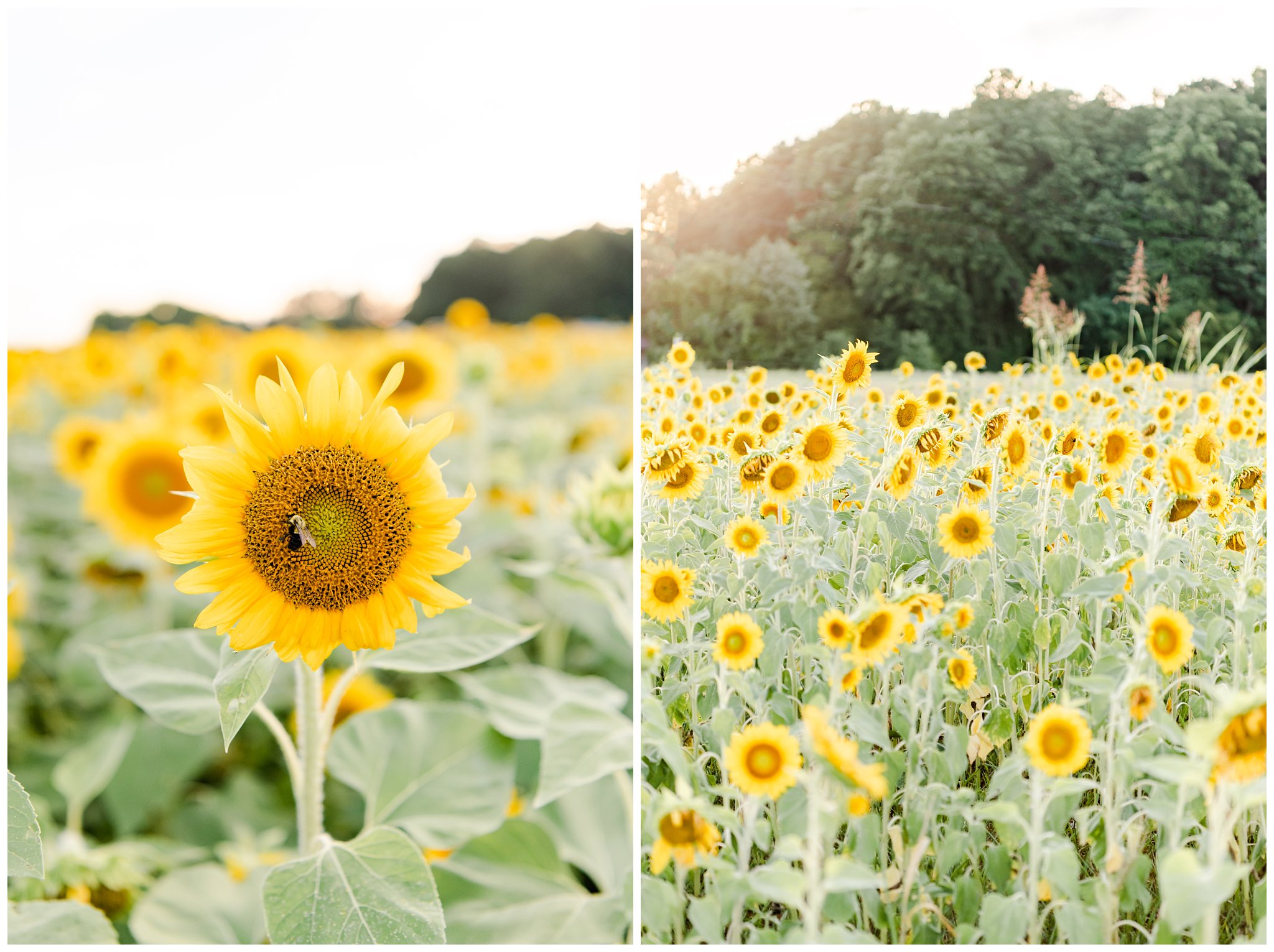 summer engagement session in sunflower field