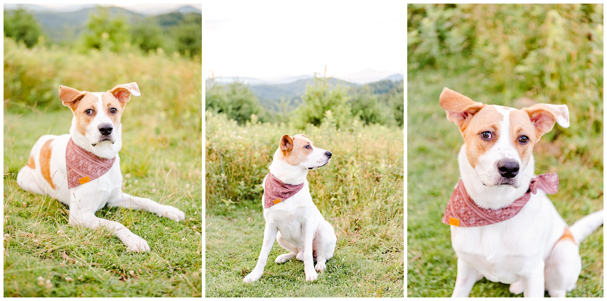 dog poses for his parents anniversary session in the blue ridge mountains