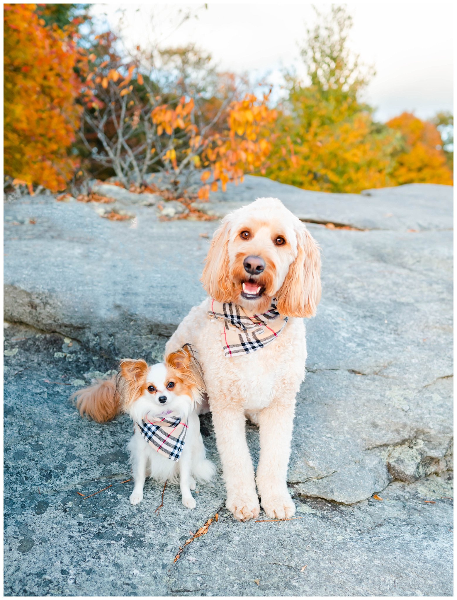 dogs pose for Asheville family photographer